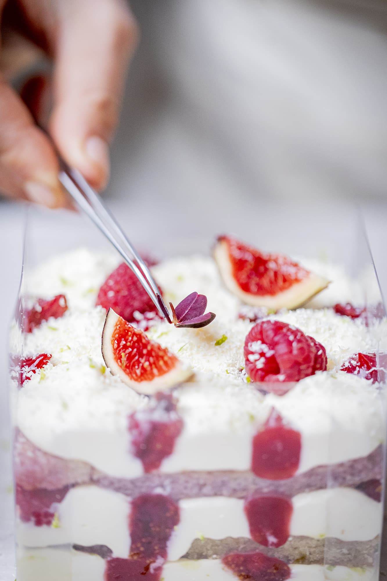 Pourpre